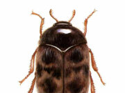 Beetle that threatens Australia’s grains industry found in imported nappies