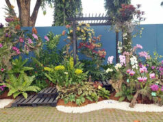 Ornamental plants seen as potential growth pillar for agriculture industry