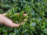 Dry weather threatens India tea exports, global supply