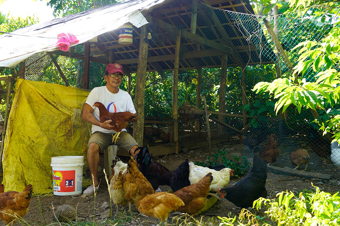 livestock-free-range-chicken