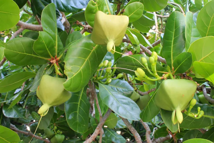 Botong Tree