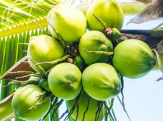CNPF boosts coconut processing capacity with P2.6-B Mindanao facility acquisition