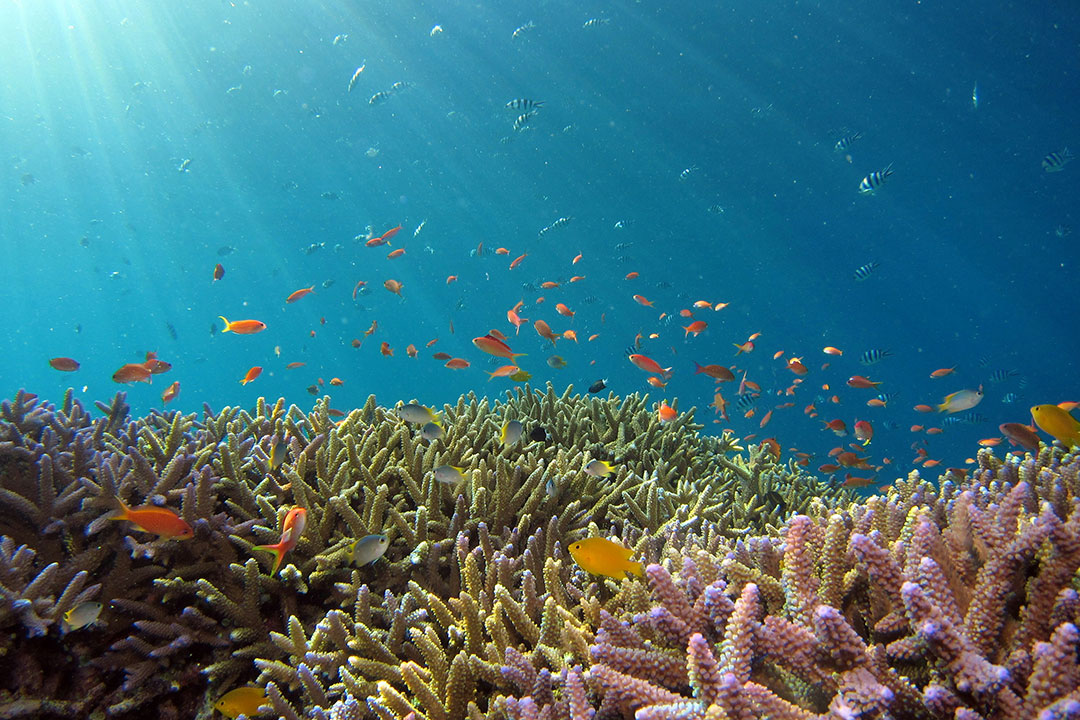 coral reef-school of fish