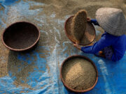 Vietnam 2025 rice exports seen falling 11.5% on Philippines import ban