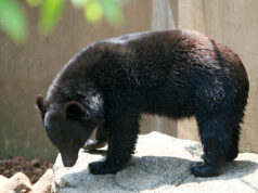 Japan sends troops to combat deadly wave of bear attacks