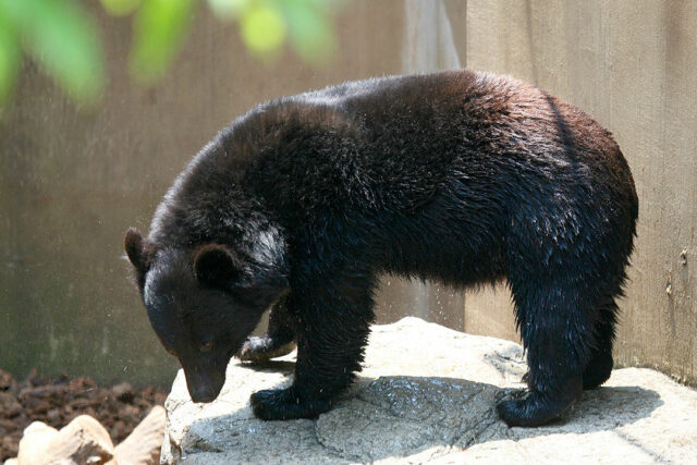 Japanese_black_bear