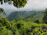 Bukidnon tops provinces in agri-fishery, forestry output