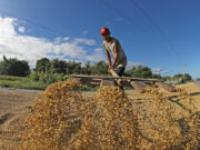 Philippine variety wins silver at World’s Best Rice Award