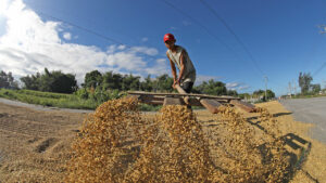 DA gunning for better rice varieties after global recognition of dinorado