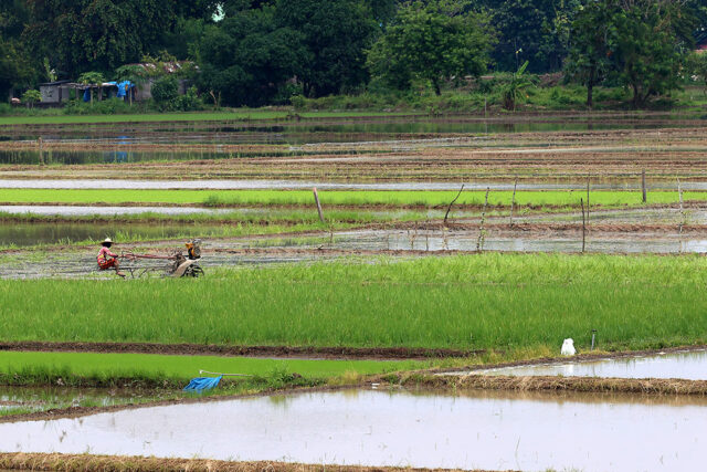 Rice field-farmer