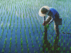 Industrial policy for the Philippines: Why we failed miserably