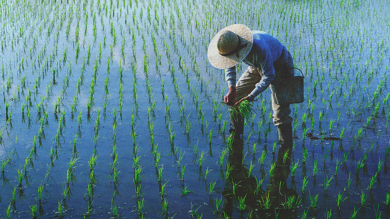 farmer-planting-rices-field