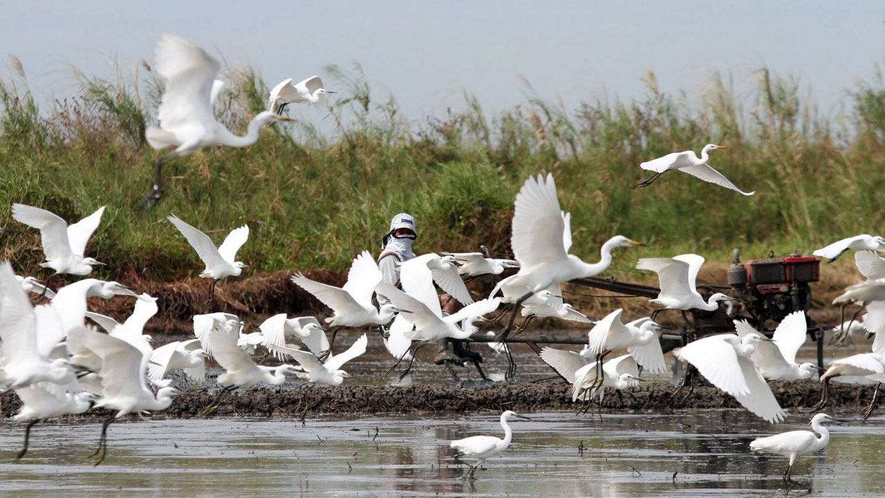 ADB launches PHL wetland protection program – BusinessWorld Online