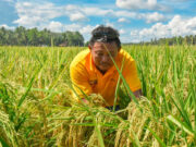 PhilRice launches AI-powered agricultural information chatbot