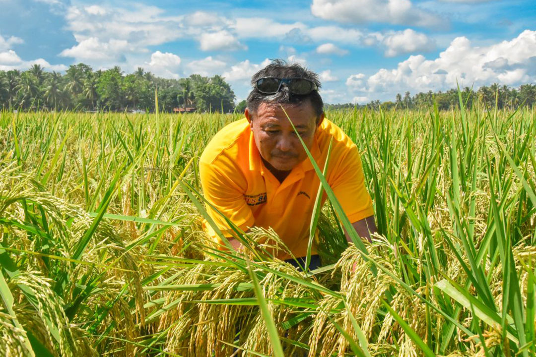 rice field-farmer