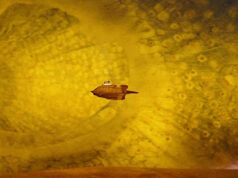 Internet of beings: The dream of digitizing human bodies for healthcare (and the nightmare)