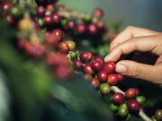 Brazilian robusta farmers invest in quality amid climate threats
