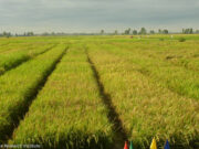 New rice varieties expected to boost yields