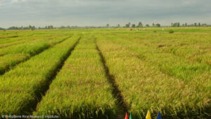 New rice varieties expected to boost yields
