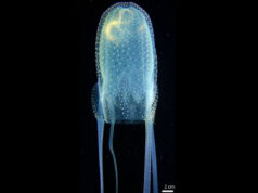 Researchers discover new species of box jellyfish in Philippine waters
