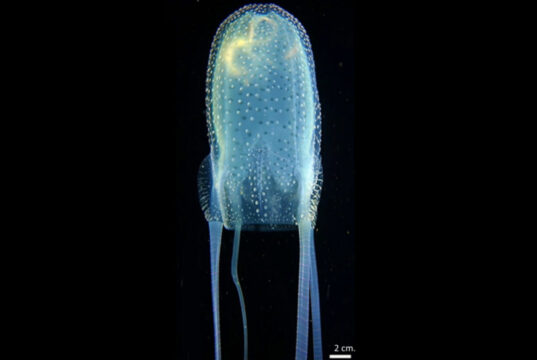 Researchers discover new species of box jellyfish in Philippine waters