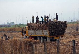 Victorias Milling income slides 12.6% on higher costs