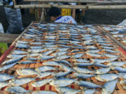 Agri output jumps 2.6% in 2025, fastest since 2017