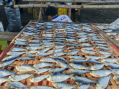 Agri output jumps 2.6% in 2025, fastest since 2017