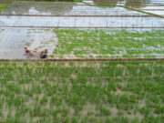 Rice farmers in the Philippines face more pressure as imports resume
