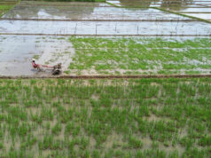 Rice farmers in the Philippines face more pressure as imports resume