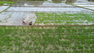 Rice farmers in the Philippines face more pressure as imports resume