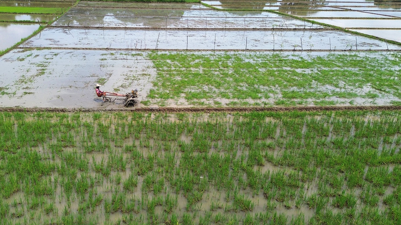 Farmer-ricefield