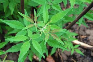 BoI touts PHL prospects as herbal-medicine hub