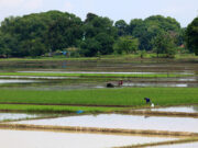 Philippine agriculture output likely increased in 2025