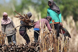 Regulator approves raw sugar exports of 100,000 metric tons to US