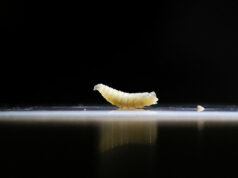 Mexico reports second screwworm case in two days