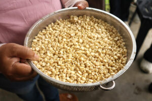 White corn gives Cagayan farmers a lifeline after years of debt and flood losses