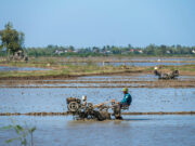 PHL becoming ‘dumping ground’ for surpluses of other rice producers