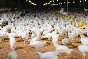 Vitarich Corp. board approves Davao breeder farm acquisition Latest Business News 7