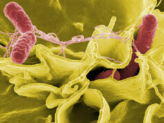 Mitigating the growing threat of multidrug-resistant Salmonella