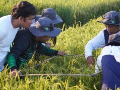 PhilRice farm management apps being improved after LGU, farmer feedback