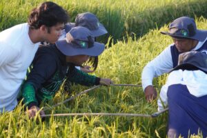 PhilRice farm management apps being improved after LGU, farmer feedback