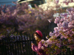 Japan’s cherry blossom picnics feel the pinch of global inflation