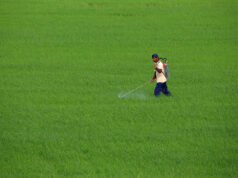 Philippines most at risk of fertilizer supply shock in Southeast Asia