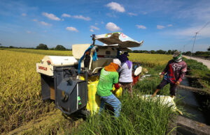 Assessing the first half of the Marcos Jr. administration: Agriculture