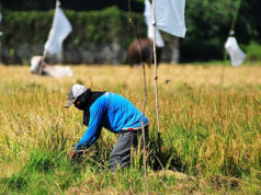 Agriculture department expects faster farm output growth in Q1