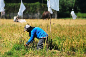 Agriculture department expects faster farm output growth in Q1