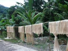 Abaca users forced to import as producers untangle supply chain