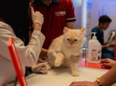 Taking care of pets at the start of their lives