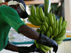 Colombia banana exports expected to fall 5% in 2026 after heavy rains